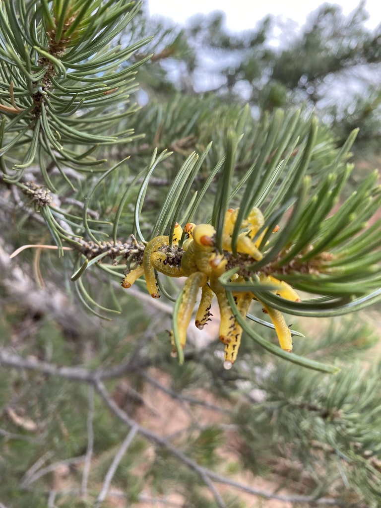 Pinyon Pine Sawfly