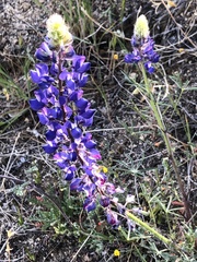 Lupinus benthamii