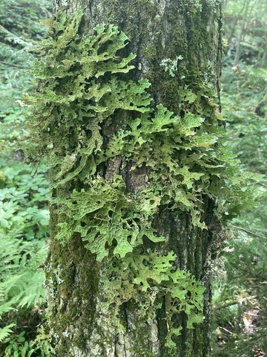 Tree Lungwort
