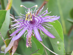 Passiflora subrotunda
