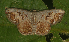 Idaea subfervens