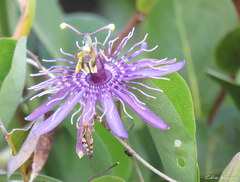 Passiflora subrotunda