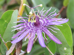 Passiflora subrotunda