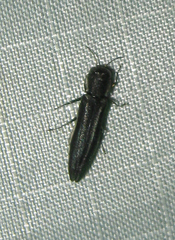 Agrilus bilineatus
