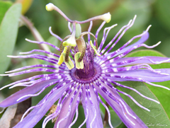 Passiflora subrotunda