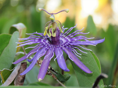 Passiflora subrotunda