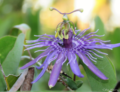 Passiflora subrotunda