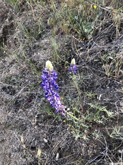 Lupinus benthamii