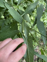 Neolasioptera vernoniae