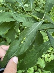 Neolasioptera vernoniae