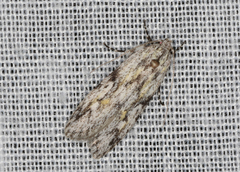 Stenoptena icmaea