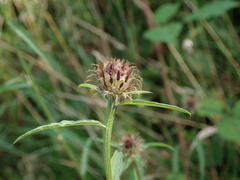 Centaurea debeauxii
