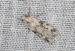 Stenoptena icmaea
