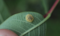 Puccinia seymouriana