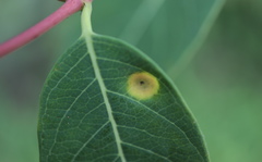 Puccinia seymouriana
