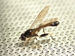 Sphegina sibirica