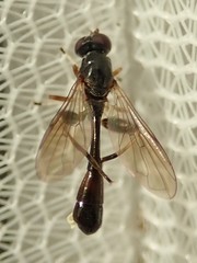 Sphegina sibirica
