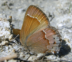 Callophrys gryneus rosneri