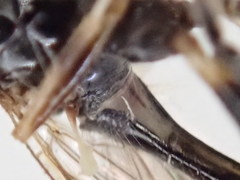 Sphegina sibirica