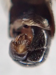 Sphegina sibirica
