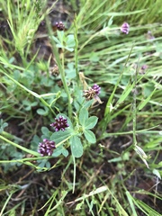 Trifolium gracilentum