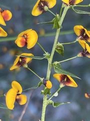 Daviesia squarrosa