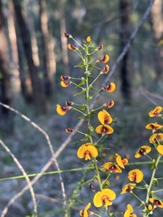 Daviesia squarrosa
