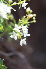 Galium normanii