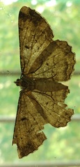 Peribatodes rhomboidaria