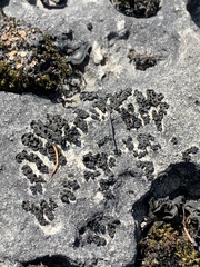Lathagrium undulatum