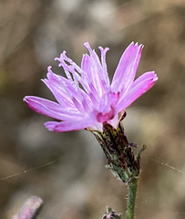 Stephanomeria elata