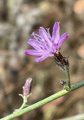 Stephanomeria elata