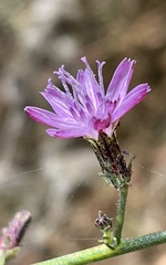Stephanomeria elata