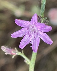 Stephanomeria elata
