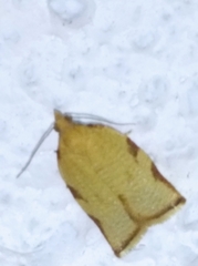 Clepsis siciliana