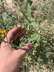 Simsia lagasceiformis