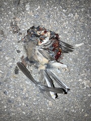 Curruca cantillans albistriata