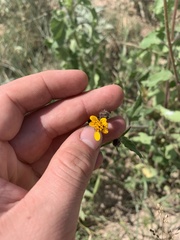 Simsia lagasceiformis