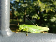 Tettigonia viridissima