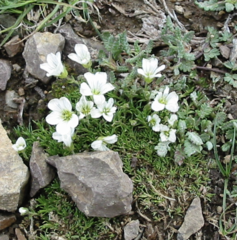 Cherleria arctica