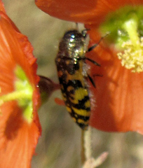 Acmaeodera decipiens