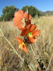 Acmaeodera decipiens
