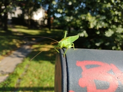 Tettigonia viridissima