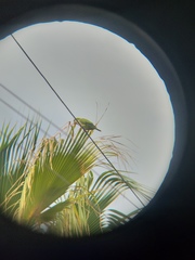 Myiopsitta monachus
