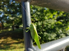 Tettigonia viridissima