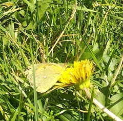 Colias croceus