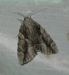 Catocala flebilis