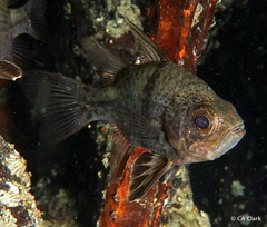 Sphaeramia orbicularis