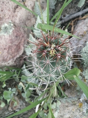 Coryphantha clavata stipitata
