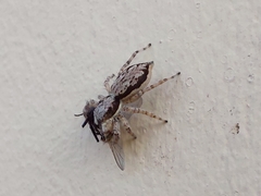 Menemerus bivittatus